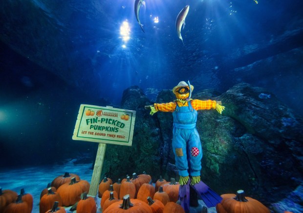 For something completely different, check out the Pumpkin Glow at the Adventure Aquarium in Camden. (COURTESY OF ADVENTURE AQUARIUM)