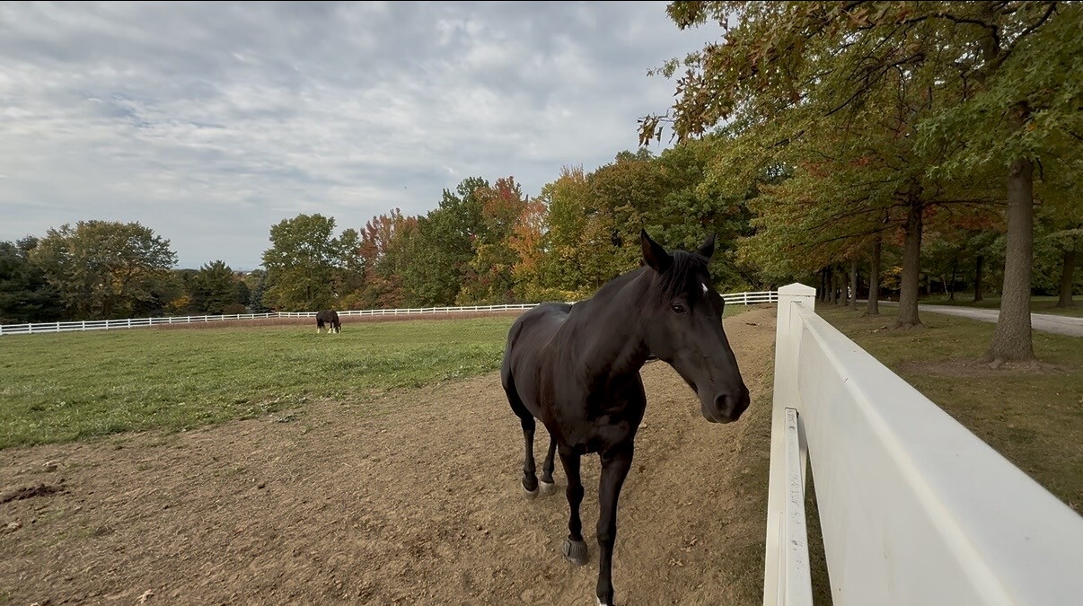 Horses near Victor Manor House 