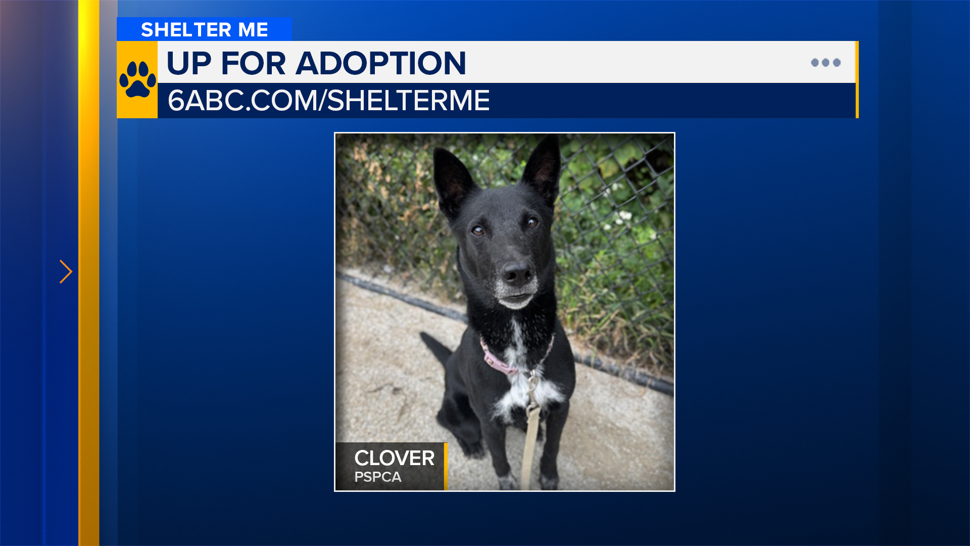 Shelter Me: Meet Clover from PSPCA!