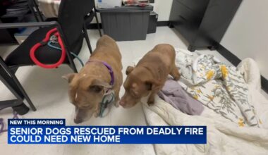 Senior dogs rescued from deadly Manayunk house could need new home