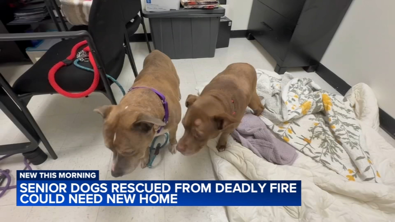 Senior dogs rescued from deadly Manayunk house could need new home