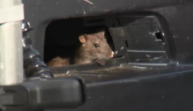 City Council passes resolution targeting rat infestations in Lower Northeast Philadelphia
