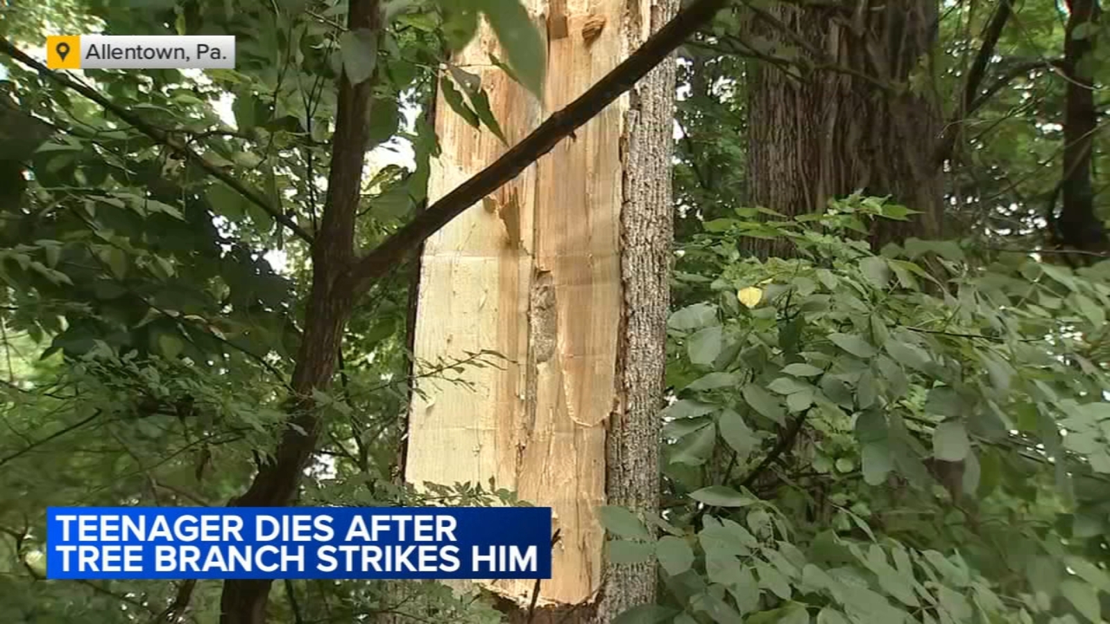 Parkland High School cross-country runner dies weeks after critically hurt by falling tree at practice in Allentown