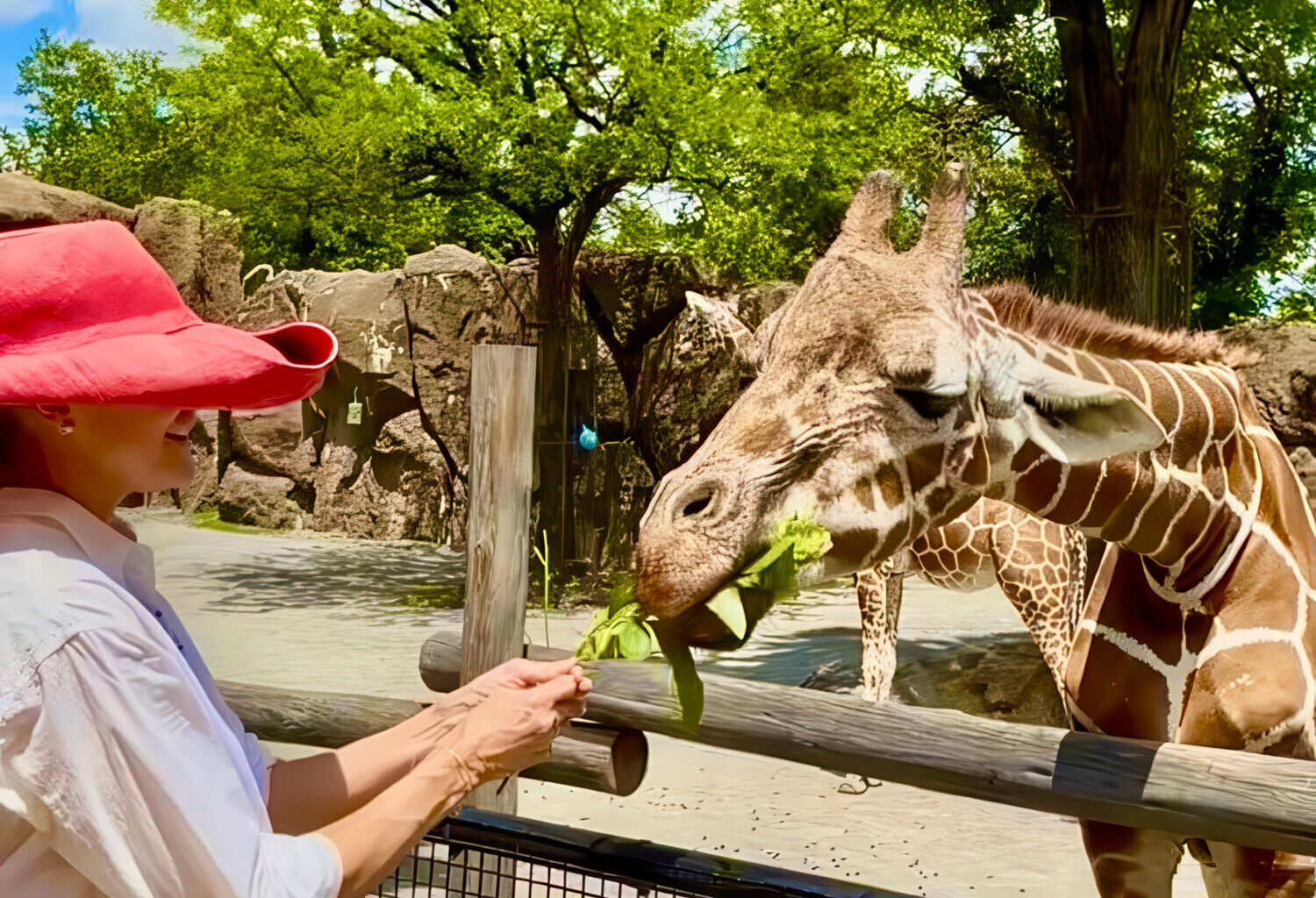 &ldquo;I was changed by feeding Stella the giraffe,&rdquo; Schelter said. &ldquo;I learned from her peaceful being.&rdquo;