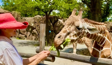 &ldquo;I was changed by feeding Stella the giraffe,&rdquo; Schelter said. &ldquo;I learned from her peaceful being.&rdquo;