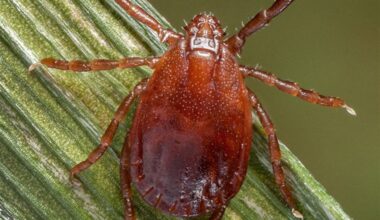 As longhorned tick populations soar in Allegheny County, 'larval bombs' surprise residents