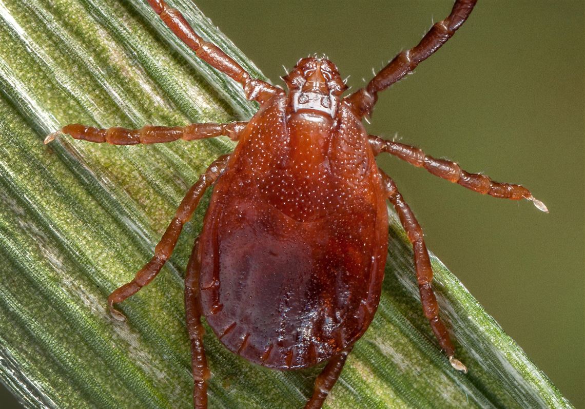 As longhorned tick populations soar in Allegheny County, 'larval bombs' surprise residents