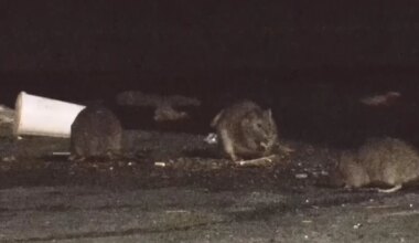 Northeast Philadelphia residents frustrated by ongoing rat problem: "You can't live like this"