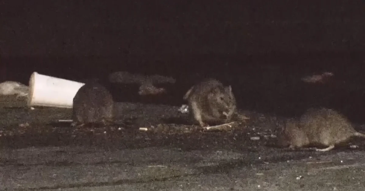Northeast Philadelphia residents frustrated by ongoing rat problem: "You can't live like this"