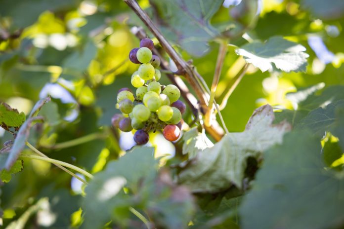 30180_ag_wineGrants_18