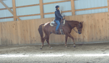 Erie County 4-H members head to state horse show