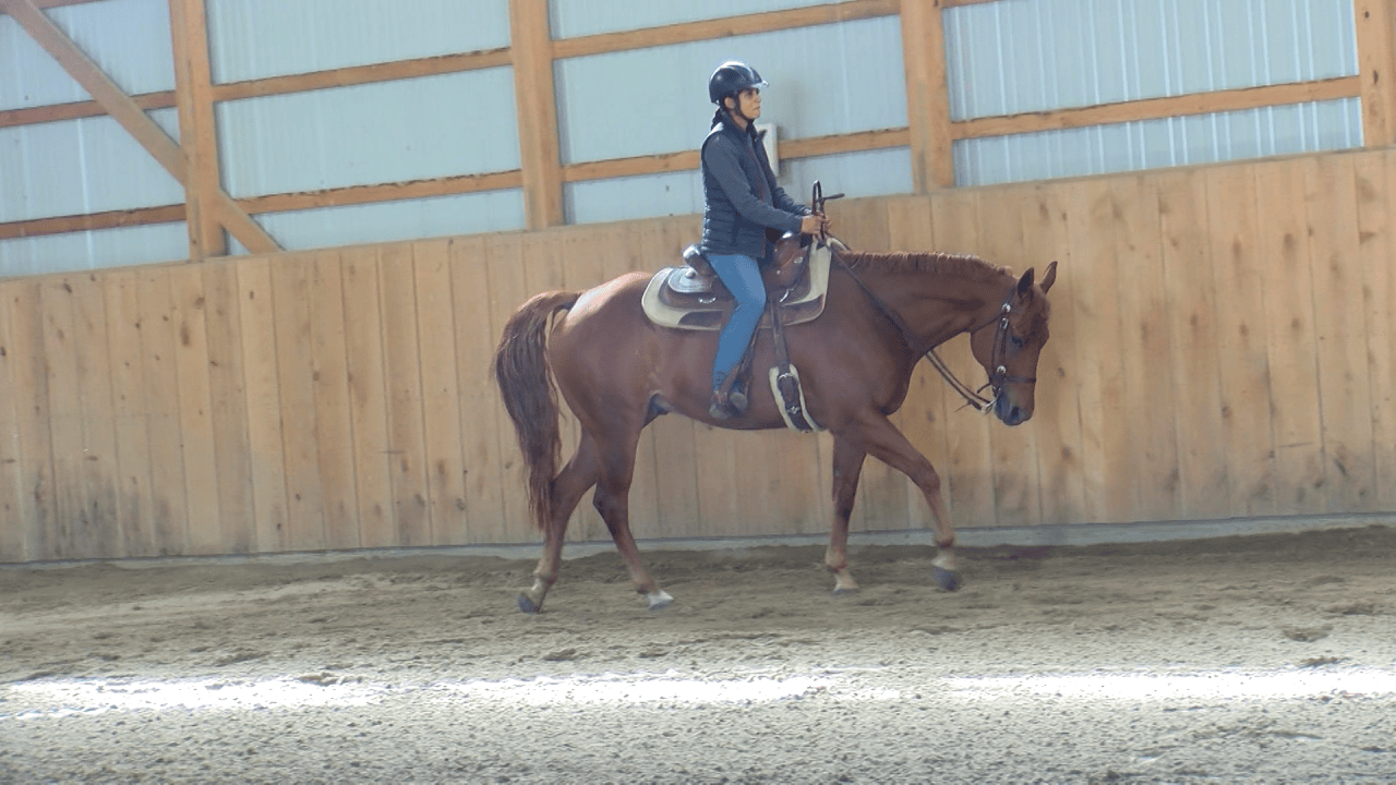 Erie County 4-H members head to state horse show