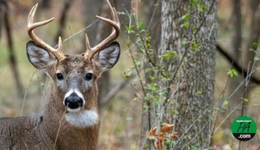 State forest roads open for hunting season in Pennsylvania | Community