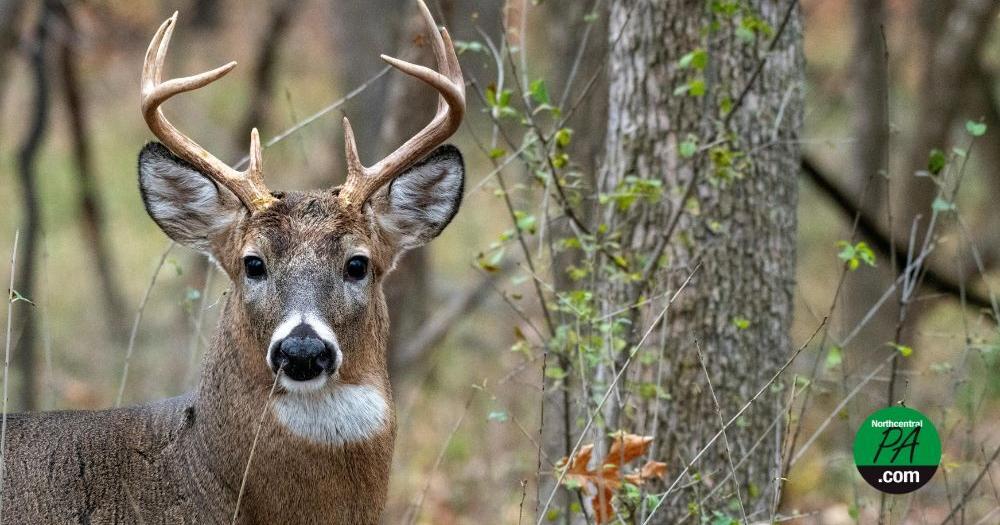 State forest roads open for hunting season in Pennsylvania | Community