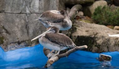 Pelicans safely returned to Pittsburgh Zoo after escaping habitat