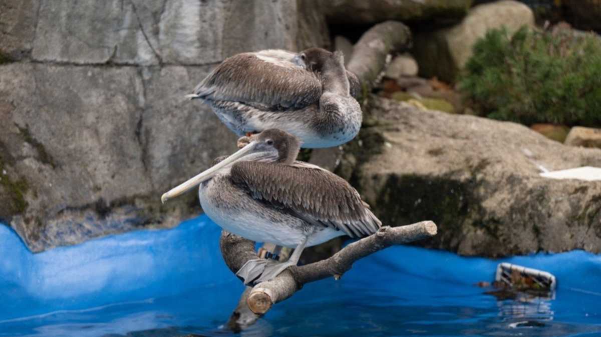 Pelicans safely returned to Pittsburgh Zoo after escaping habitat