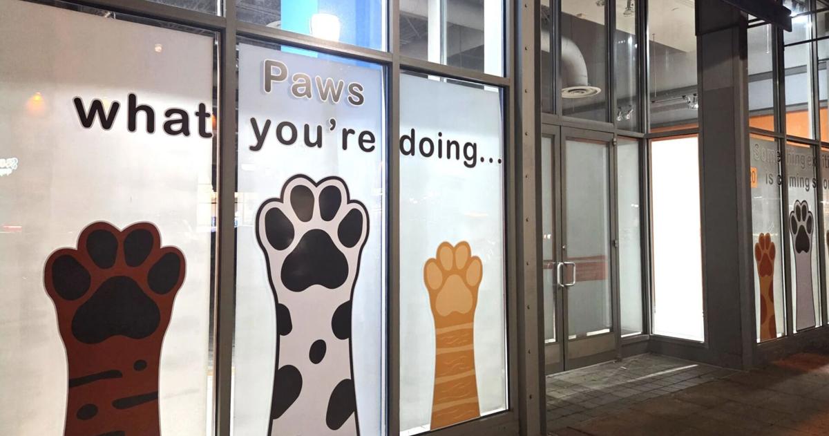 Promenade Saucon Valley to welcome new tenant, Every DOG!, during annual Barktoberfest event | Eat, Sip, Shop
