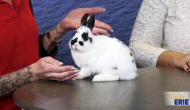 Zookeeper Secrets with Buzz N' B's Pet Shop | Hello Erie
