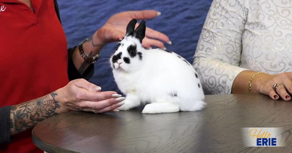 Zookeeper Secrets with Buzz N' B's Pet Shop | Hello Erie