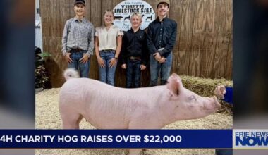 4H Hog Raises Over $22,000 for Parkinson Partners of Northwest Pa. | News