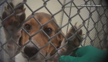 Animal Testing Reform Bill Heads to Governor Shapiro’s Desk | News