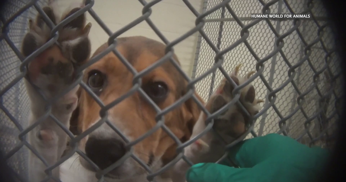 Animal Testing Reform Bill Heads to Governor Shapiro’s Desk | News