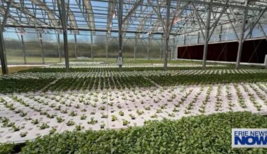 From Industrial Site to Indoor Farm: Grow Erie Combines Fresh Produce With Workforce Opportunities | News