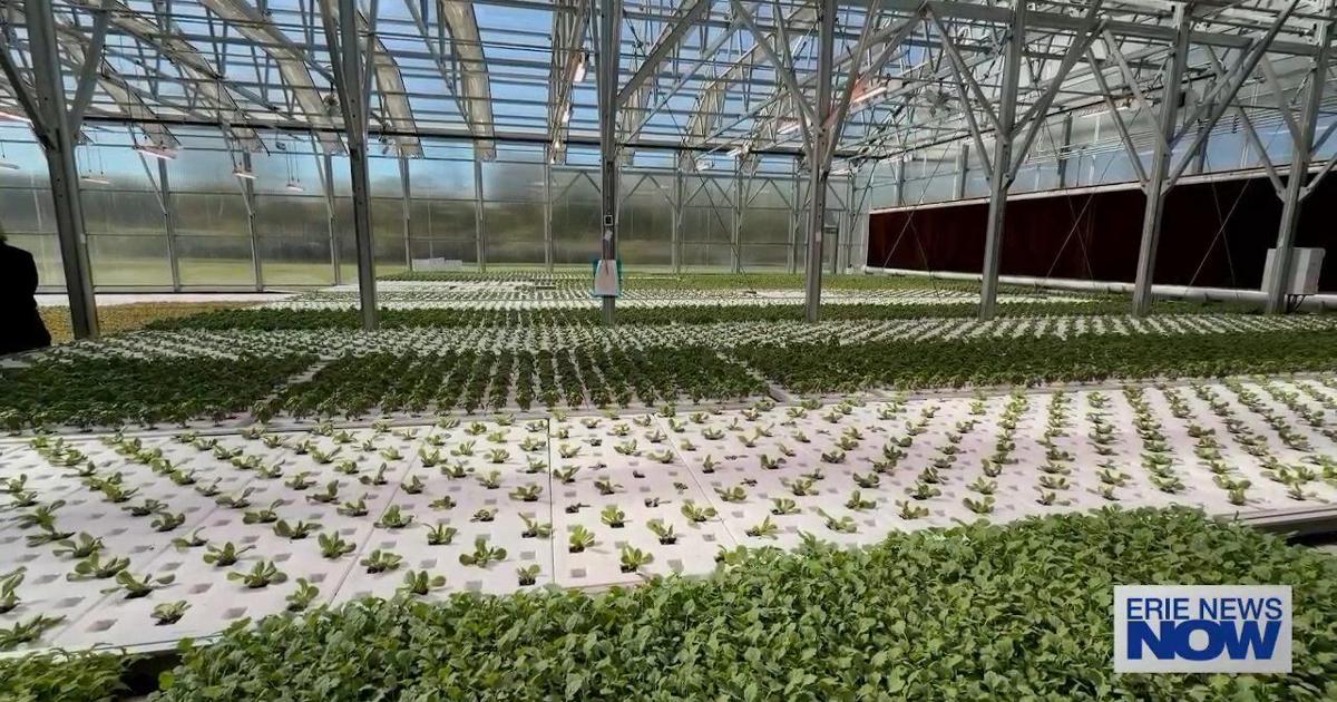 From Industrial Site to Indoor Farm: Grow Erie Combines Fresh Produce With Workforce Opportunities | News