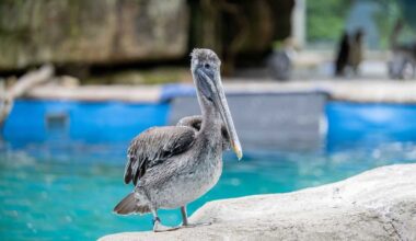 Pelicans escape from Pittsburgh Zoo & Aquarium