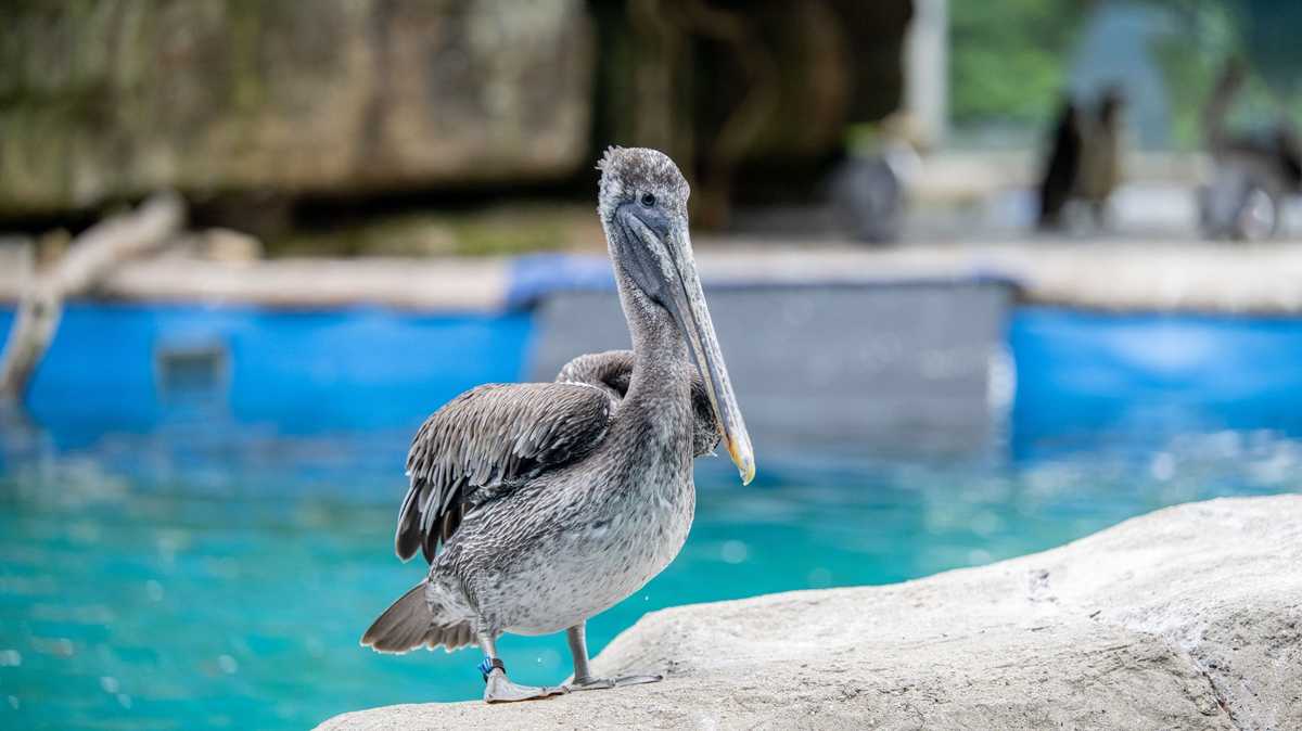 Pelicans escape from Pittsburgh Zoo & Aquarium