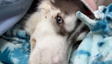 Animal abuser registry proposed under Aimee's Law clears PA Senate