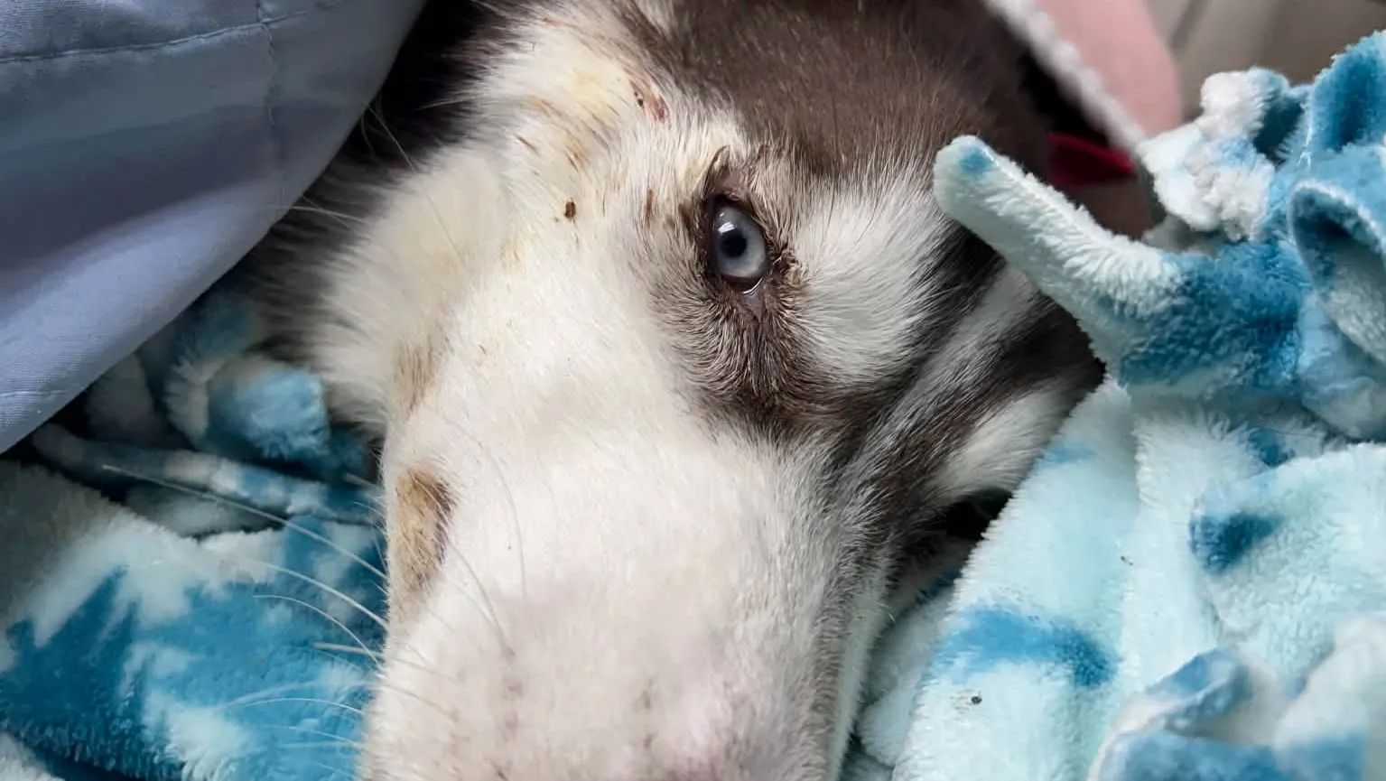 Animal abuser registry proposed under Aimee's Law clears PA Senate