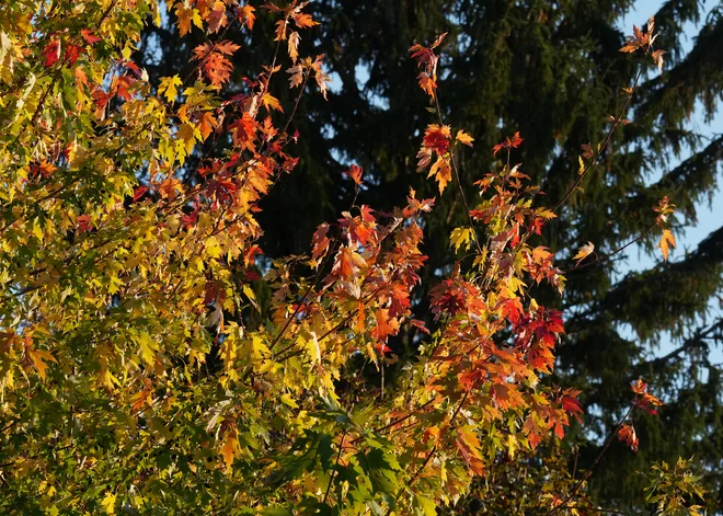 Leaves start to turn color along East Seventh Street in Erie, Pa., on Oct. 22, 2026.
