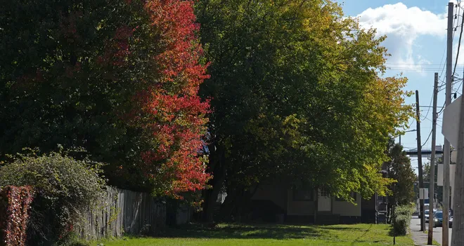 A tree begins to turn color in the 700 block of Ash Street in Erie, Pa., on Oct. 23, 2026.