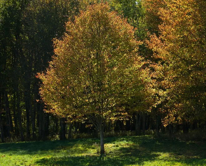 Leaves start to turn color on older trees along Stancliff Road in Erie County, Pa., on Oct. 20, 2026.