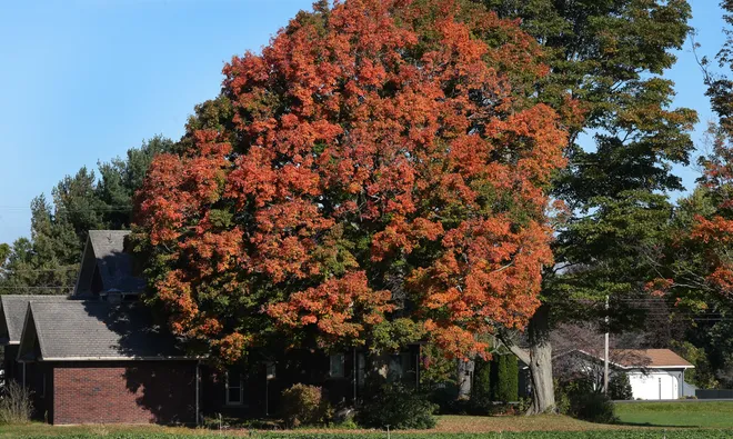 Leaves start to turn color near Getz Road and Route 5 in Fairview Township, Pa., on Oct. 20, 2026.