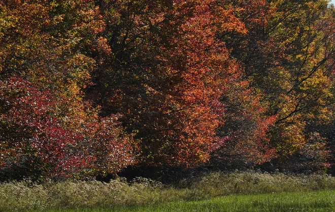 Leaves start to turn color near Stancliff Road in Erie County, Pa., on Oct. 20, 2026.