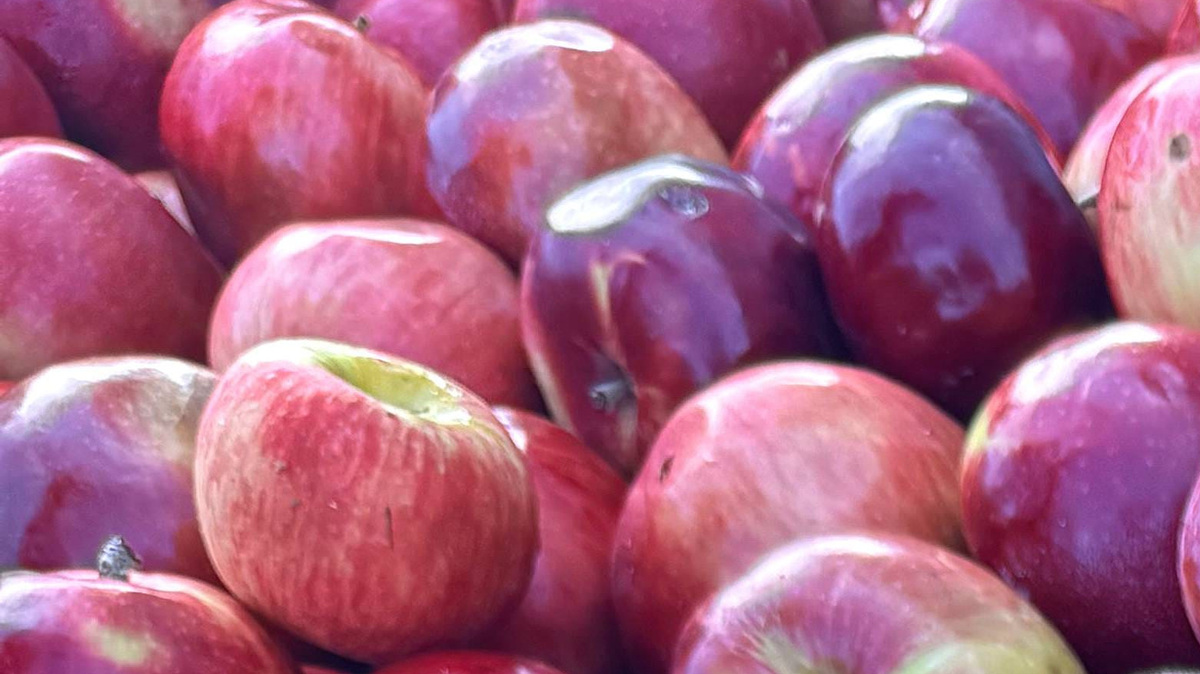 Apples were ready for cider pressing at Sweny's Godfrey Run Farm Aug. 27. Apples were ready for cider pressing at Sweny's Godfrey Run Farm Aug. 27.