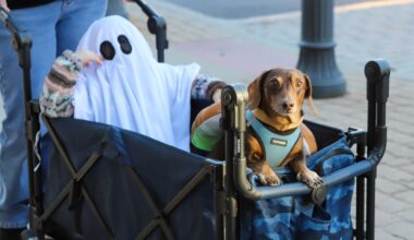 Photo gallery: Trick-or-treat event held on Main Street Pittston