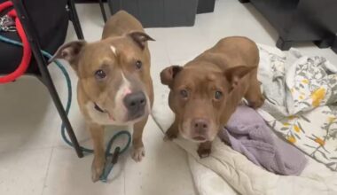 Dogs rescued in deadly Manayunk house fire seek new homes – NBC10 Philadelphia