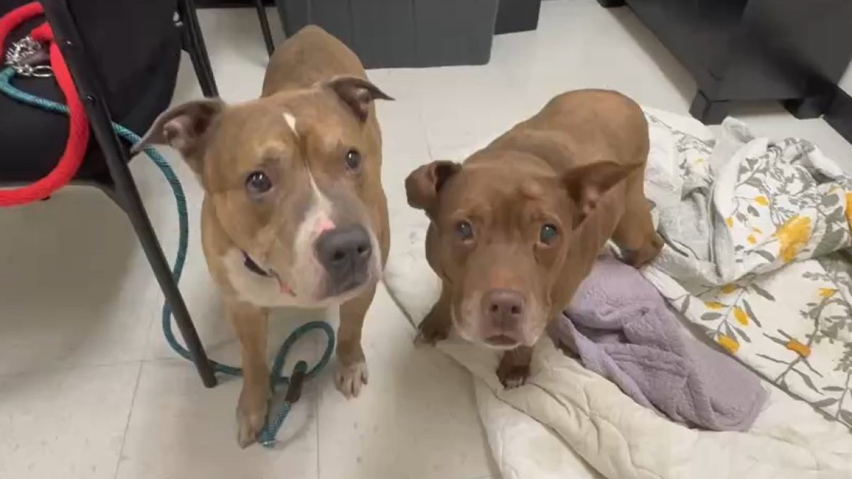 Dogs rescued in deadly Manayunk house fire seek new homes – NBC10 Philadelphia