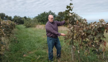 How a farmer ended up with 1,600 tons of unwanted grapes