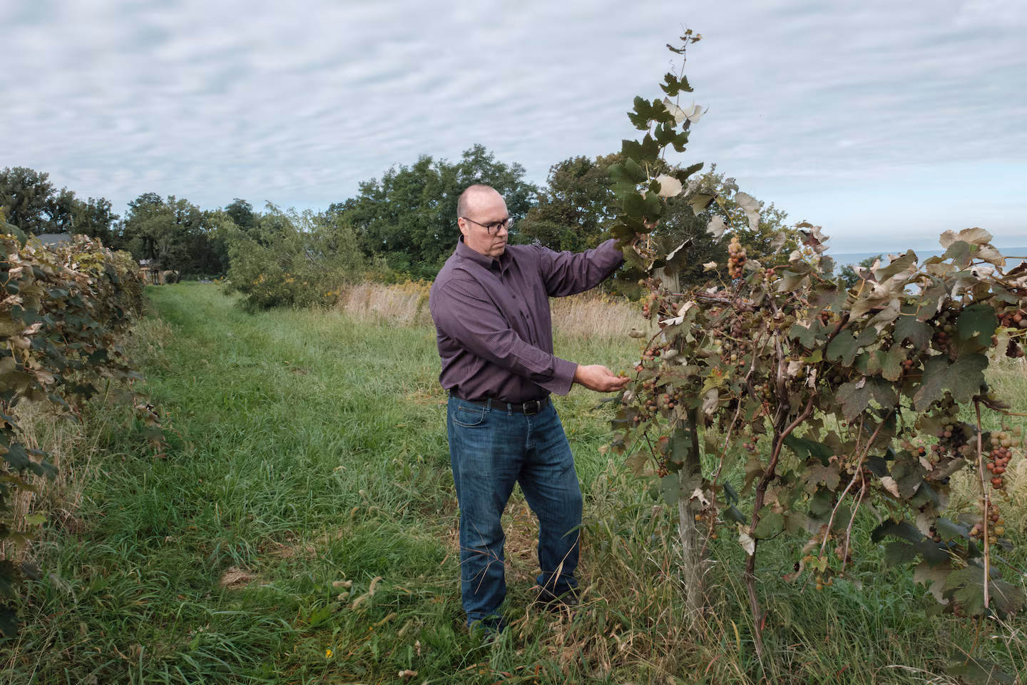 How a farmer ended up with 1,600 tons of unwanted grapes