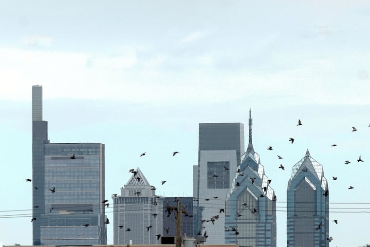 South Philadelphia birds flutter in the foreground. The Center City Philadelphia skyline stands tall in the background in this 2024 photo.