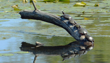 Dianne Rozak photo a winner in Lake Erie Commission contest
