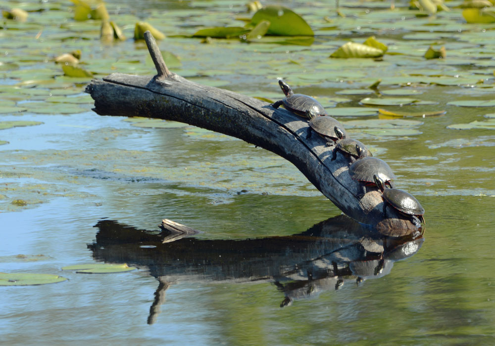 Dianne Rozak photo a winner in Lake Erie Commission contest