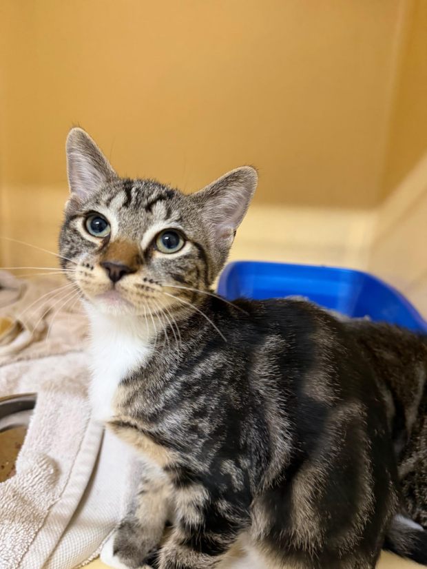 Brothers Leo and Virgo are nearly 5 months old and have playful personalities. (COURTESY GRIFFIN POND ANIMAL SHELTER)