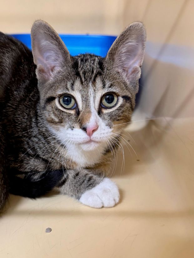 Brothers Leo and Virgo are nearly 5 months old and have playful personalities. (COURTESY GRIFFIN POND ANIMAL SHELTER)