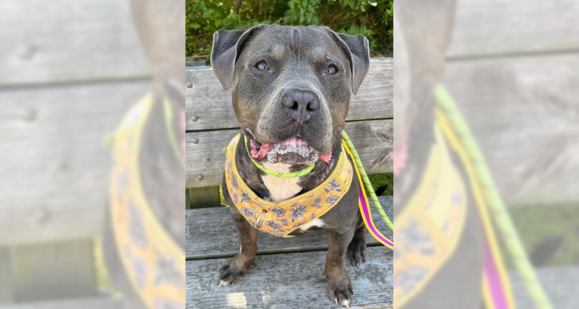 Pets of the Week, sponsored by Dr. PAWS, October 25, 2026