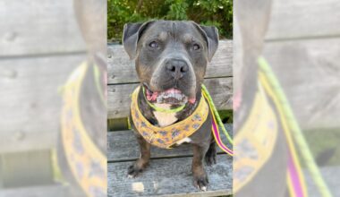 Pets of the Week, sponsored by Dr. PAWS, October 25, 2026